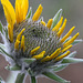Arrowleaf Balsamroot