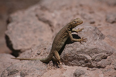 Lizard in the Atacama Desert