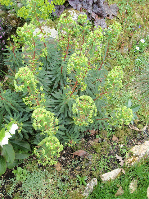 euphorbe martinii P4150145