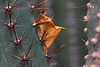 20110206 9636RAw [D~E] Kaktus, Gruga-Park, Essen