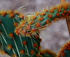 20110206 9640RAw [D~E] Kaktus, Opuntie, Gruga-Park, Essen