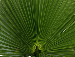 20110206 9660RAw [D~E] Fächer-Palme, Gruga-Park, Essen