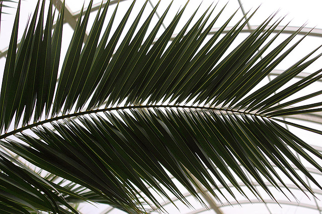 20110206 9673RAw [D~E] Palme (Arecaceae), Gruga-Park, Essen