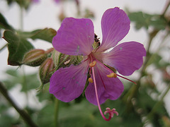 Géranium cantabrigiense P6010195