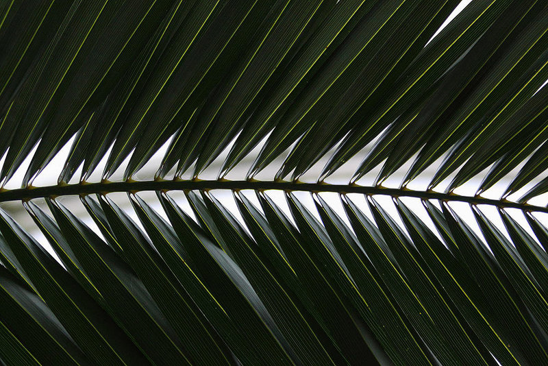 20110206 9675RAw [D~E] Palme (Arecaceae), Gruga-Park, Essen