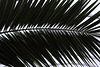 20110206 9676RAw [D~E] Palme (Arecaceae), Gruga-Park, Essen