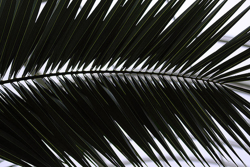 20110206 9676RAw [D~E] Palme (Arecaceae), Gruga-Park, Essen