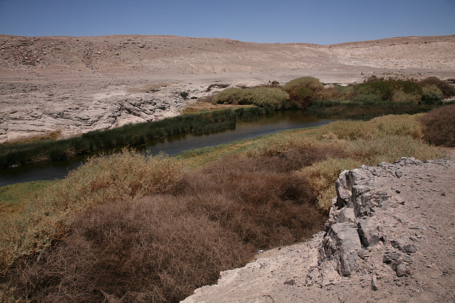Spring/oasis in the Atacama Desert