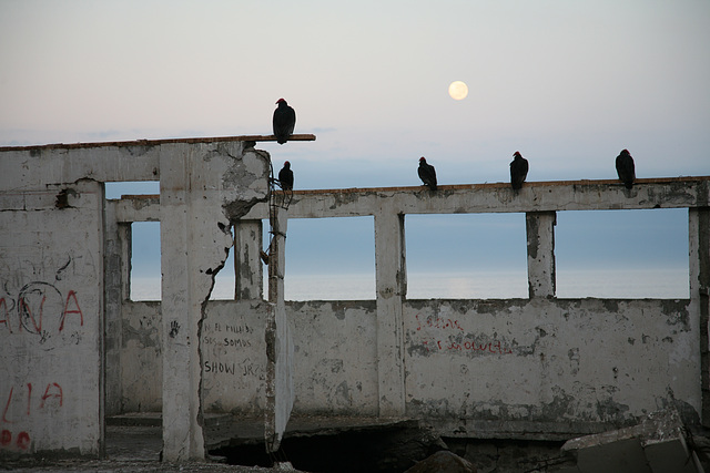 Ruined port buildings with Turkey Vultures