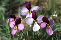 Sagebrush Violets