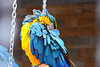 20110206 9601RAw [D~E] Gelbbrustara, Gruga-Park, Essen