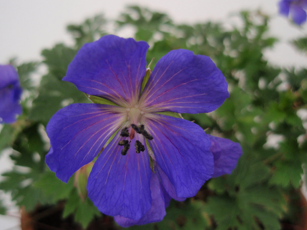 Géranium 'johnson's blue' P6010221