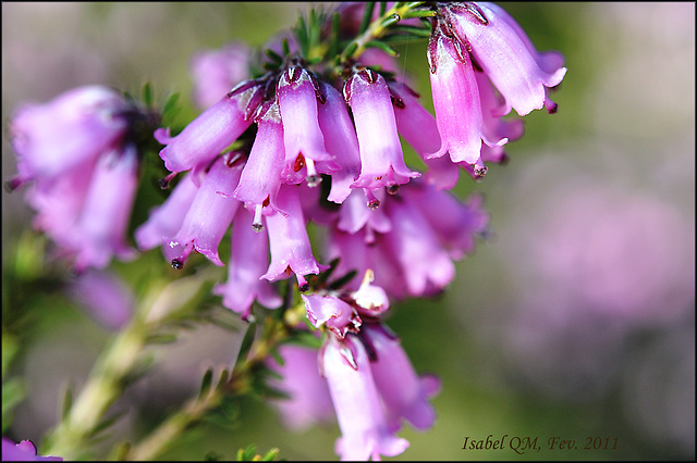 Erica australis