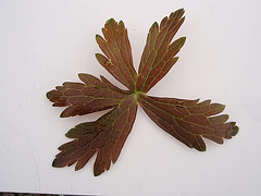 Géranium maculatum 'elisabeth ann' P6010266