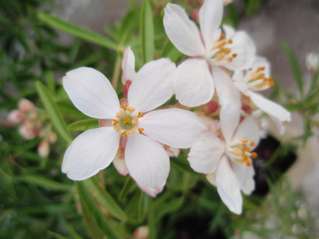 choisya arizonica 'aztec pearl' P4270293