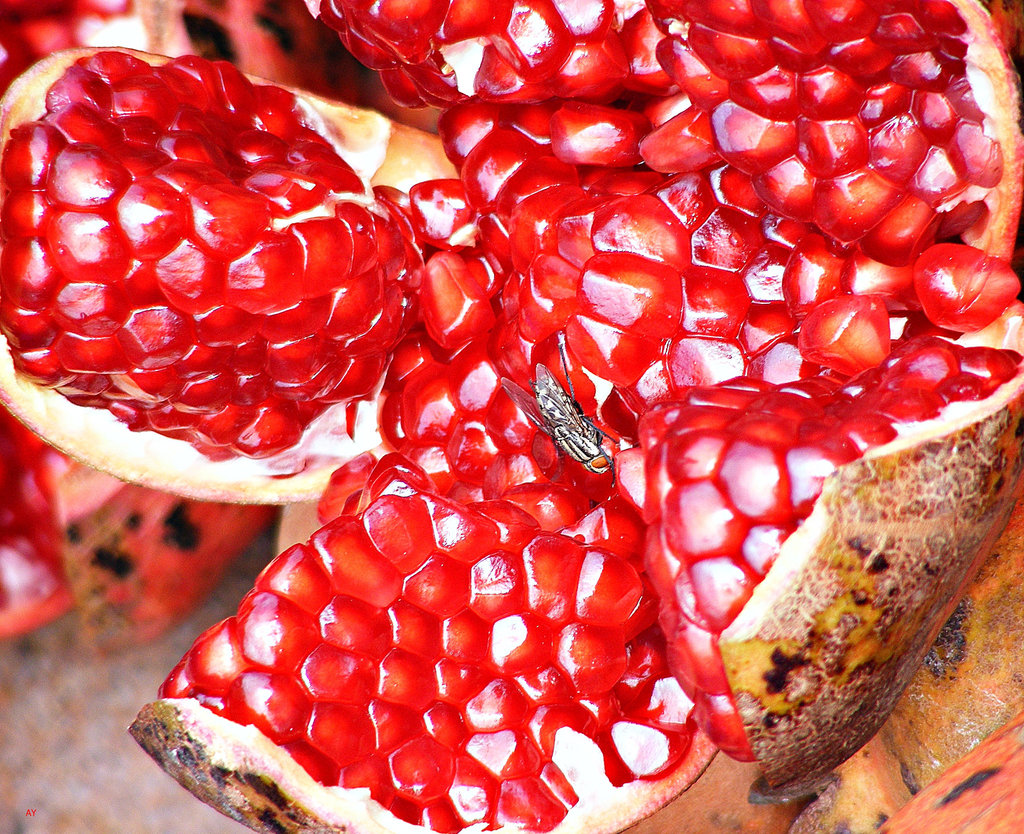 Fly on the pomegranate