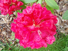 rhododendron P5020338