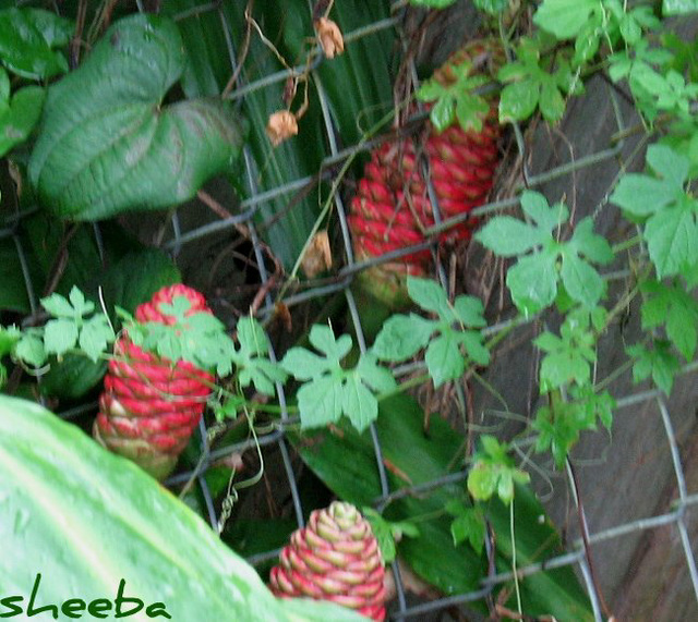 Ginger plants turning red...