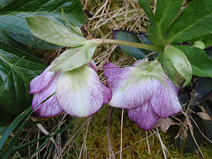 hellebore orientalis P2130486 hellebore orientalis P2130486
