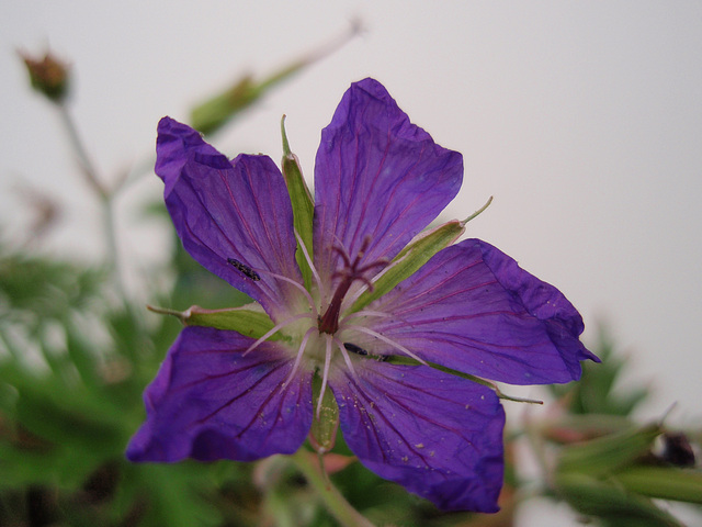 géranium 'nimbus' P6010213