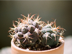 Gymnocalycium pflanzii albipulpa