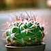 Gymnocalycium saglione