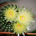 Notocactus en fleurs