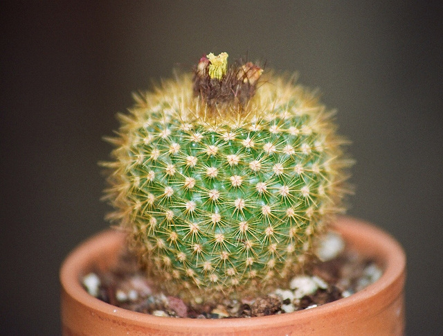 Notocactus sucineus (2)