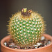 Notocactus sucineus (2)