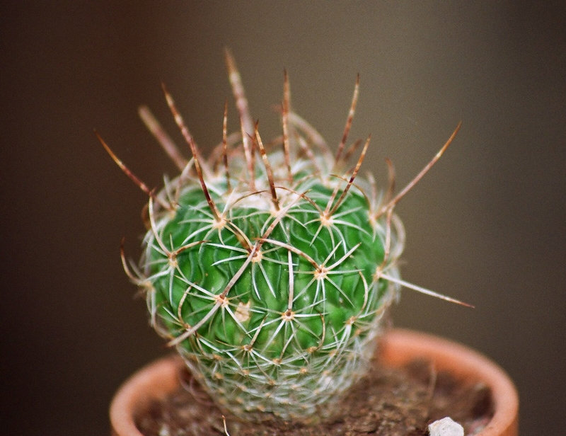 Stenocactus (2)