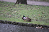 20110206 9580RTw [D~E] Stockente (Anas platyrhynchos) [m+2w], Schloss Borbeck, Essen