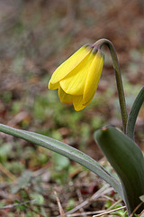 Yellow Bells