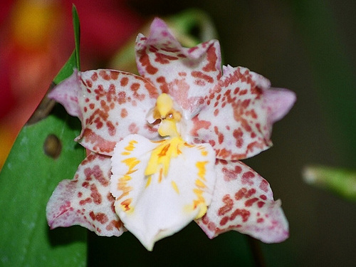 Wilsonara "Brume de Valec"