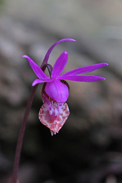 First Native Orchids of the Spring