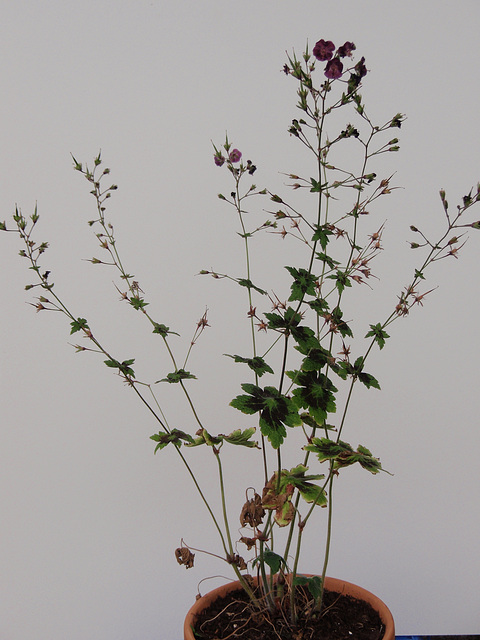géranium phaeum 'samobor' P6010241