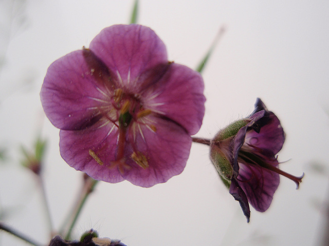 géranium phaeum 'samobor'