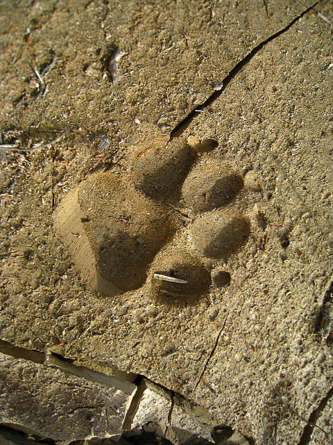 Dog Print at Tuscan Hills (6210)