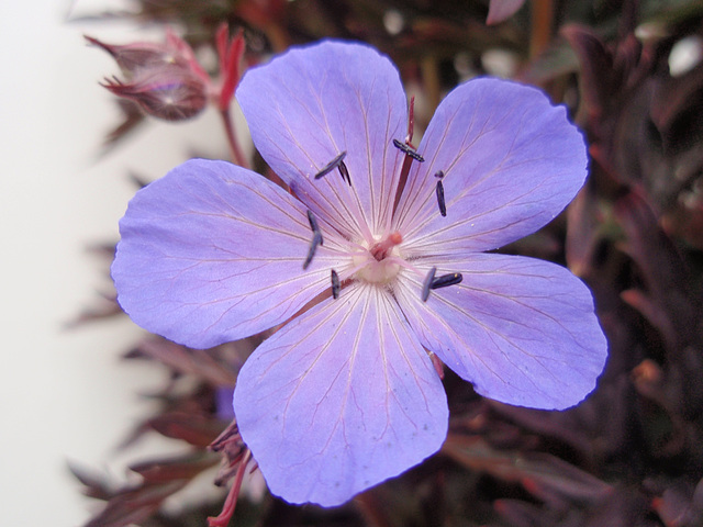 Géranium pratense 'dark reiter' P6130309
