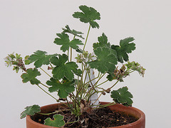 géranium renardii P6010233