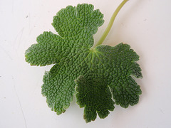 géranium renardii P6010235