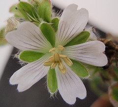 géranium renardii P6010234-2