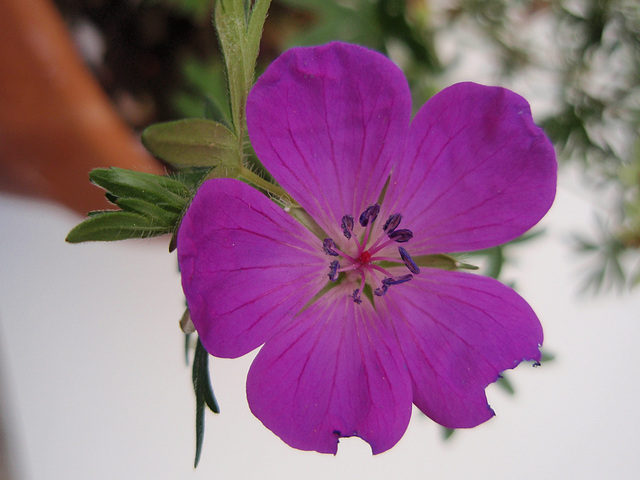Géranium sanguinéum P6010201