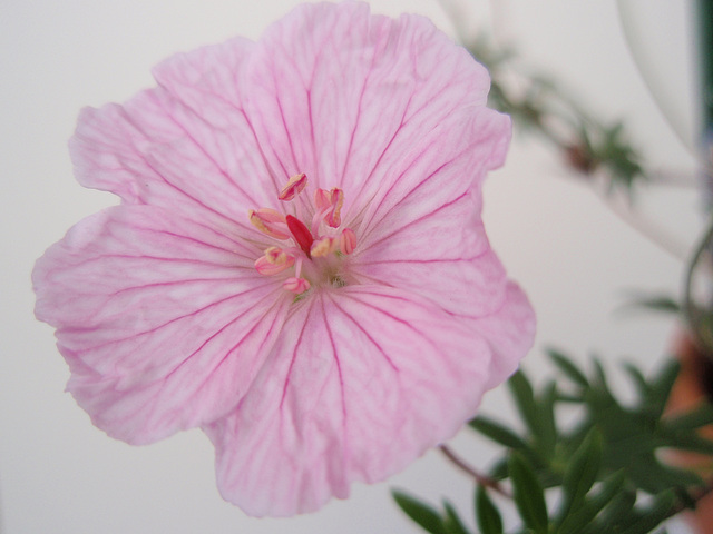 Géranium sanguinéum striatumP6010205