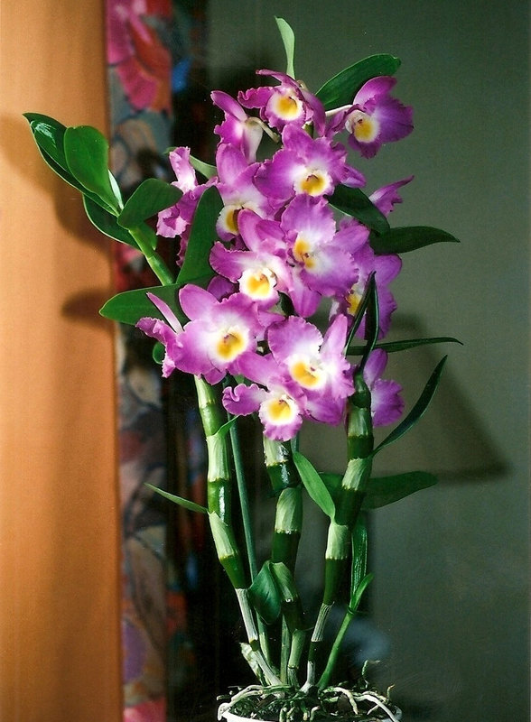 Dendrobium nobile Starclass lilac