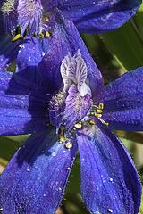 Upland Larkspur