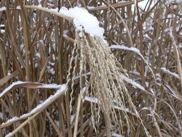 Gräser im Winter