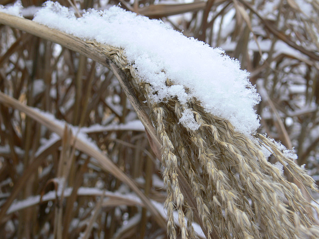 sanft von Schnee berührt