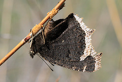 Mourning Cloak Butterfly Laying Eggs