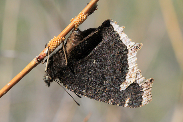 Mourning Cloak Butterfly Laying Eggs