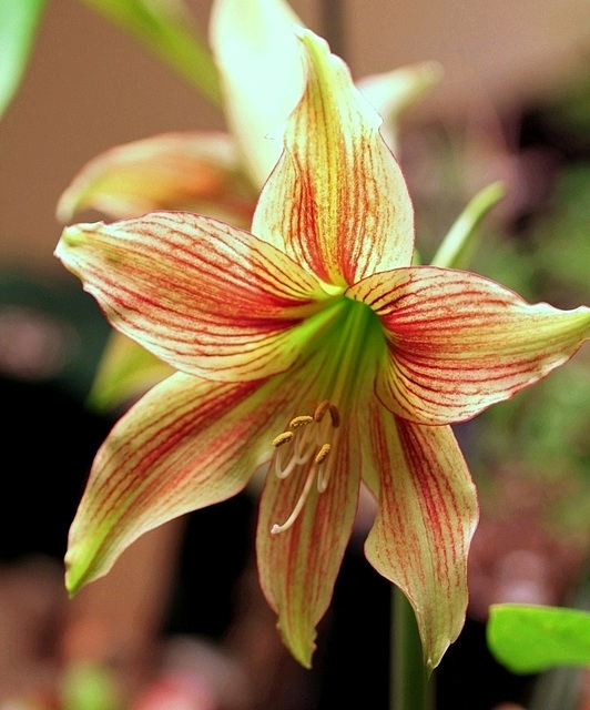 Hippeastrum giraffe